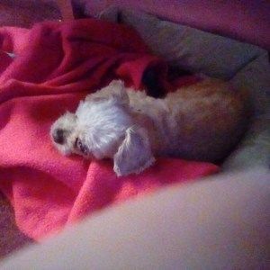 Meet your Posher, Carol